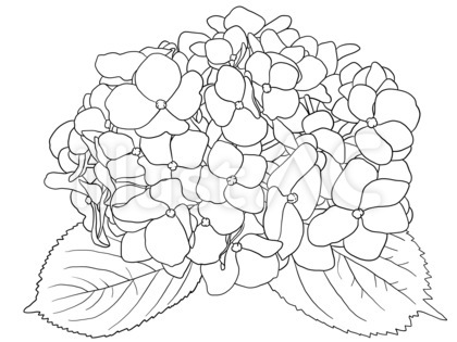 紫陽花 4