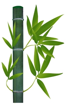 竹 竹,植物,節,葉,竹林,単子葉植物,草本,飾り,竹細工のイラスト素材