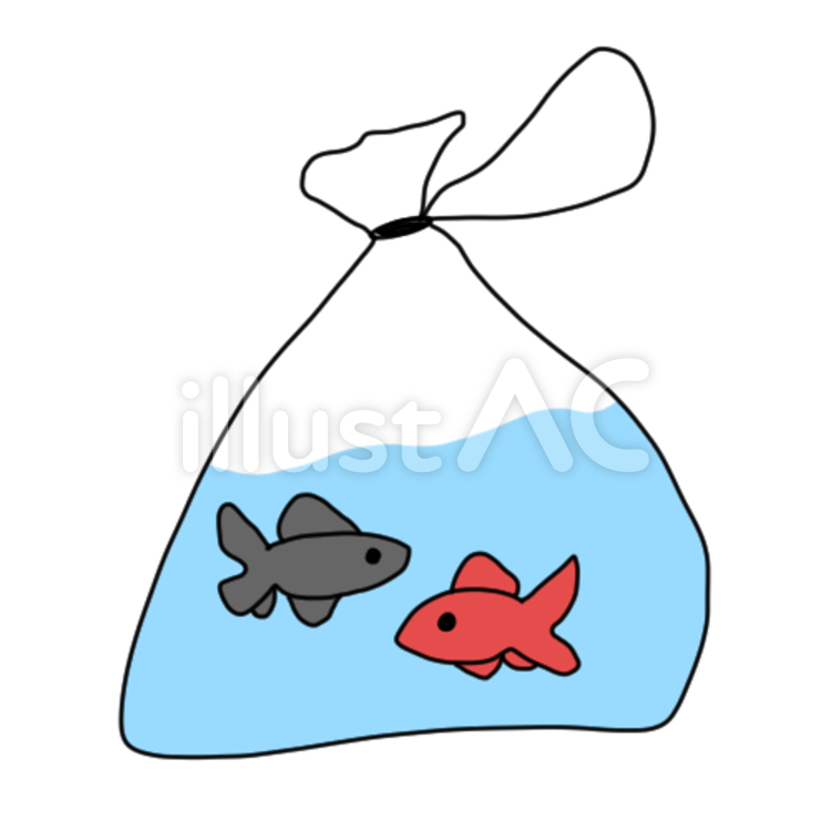 きんぎょ 金魚,きんぎょ,キンギョのイラスト素材