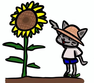 ひまわりとにゃんこ 猫,ネコ,可愛い,ポップ,動物,アイコン,ひまわり,夏,背比べ,麦わら帽子のイラスト素材