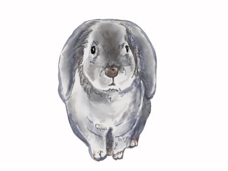 Rabbit, JPG and PNG Rabbit, rabbit, real, animal, JPG and PNG