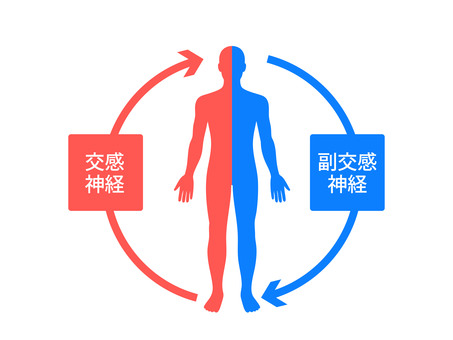 自律神経をイメージしたイラスト 自律神経,体,機能,交感神経,副交感神経,人,シンプル,健康のイラスト素材