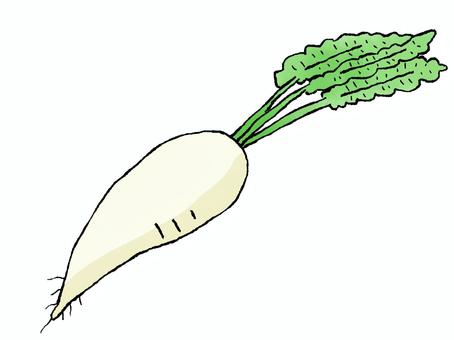 大根 大根,野菜,冬野菜,根菜,白,葉っぱ,緑,1本のイラスト素材