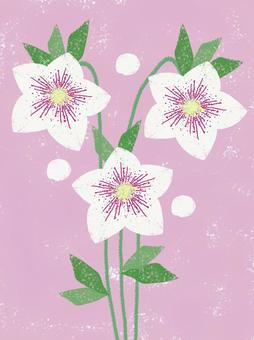 クリスマスローズ ピンク クリスマスローズ,シンプル,ピンク,白,グリーン,可憐,かわいい,冬のイラスト素材