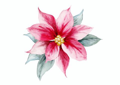 ポインセチア・手描き水彩イラスト ポインセチア,クリスマス,水彩,花,手描き,フラワー,手書き,ワンポイント,メリークリスマス,挿絵のイラスト素材