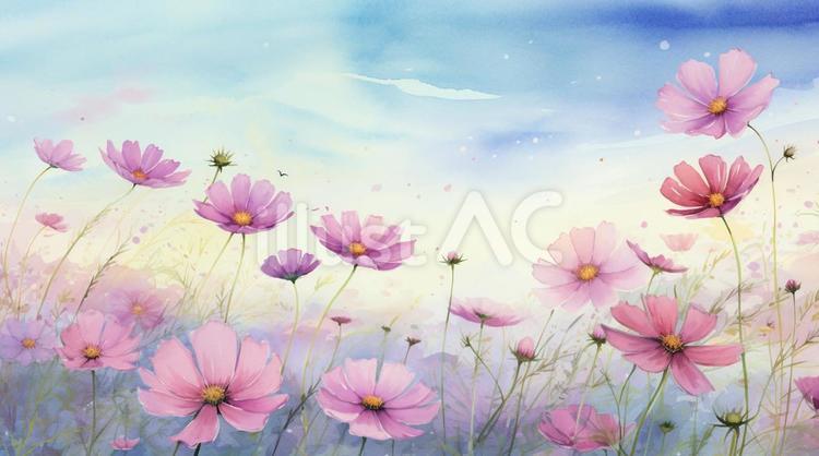コスモスと秋の空 秋,背景,コスモスのイラスト素材