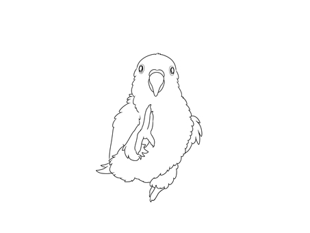 シロハラインコ線画 鳥,インコ,かわいい,ペット,手乗り,無料,フリー,シロハラインコ,線画,素材のイラスト素材