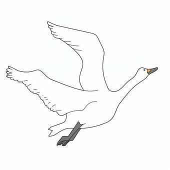 渡り鳥（白鳥など）飛んでいる所 白鳥,渡り鳥,翼,羽ばたき,嘴,飛翔,白色,橙色,黒色,自然のイラスト素材
