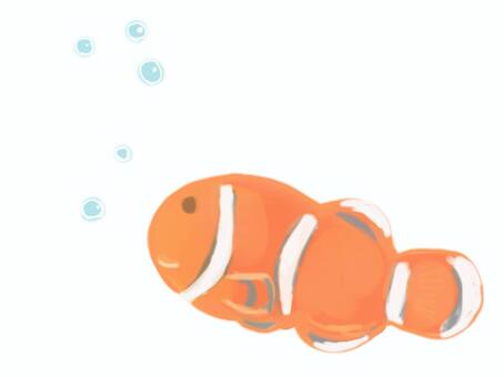 Clownfish, उष्णकटिबंधीय मछली, मछलीघर, समुद्र, JPG and PNG