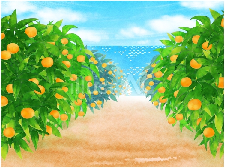 みかん畑 みかん畑,みかん,みかん狩りのイラスト素材