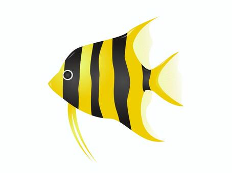 Angelfish, tropical fish, fish, creatures, JPG, PNG and AI