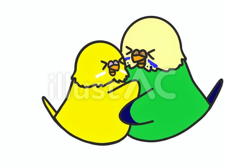 セキセイインコ　ハグ セキセイインコ,鳥,動物のイラスト素材