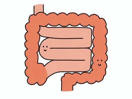 Illustration, small intestine, colon, internal organs, 