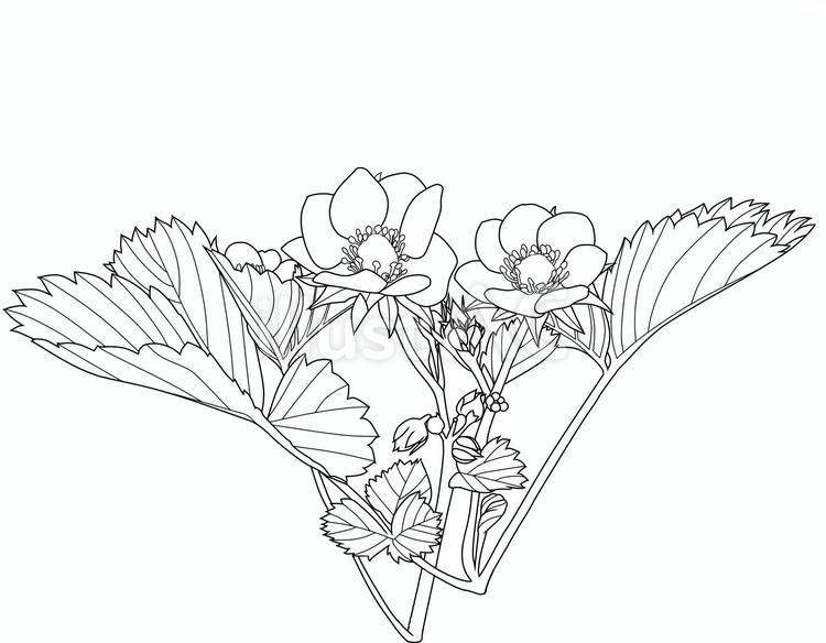 苺の花と葉の線画 苺,いちご,イチゴのイラスト素材