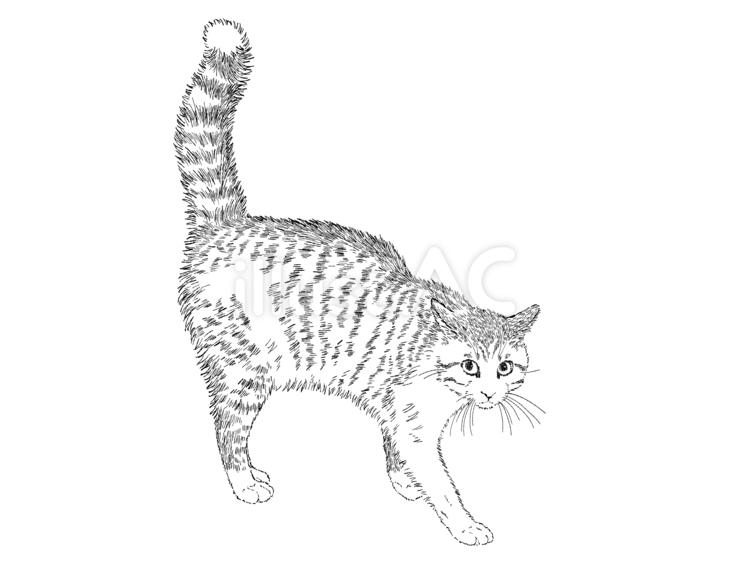 やんのかステップの猫　５ 猫,線画,白黒のイラスト素材