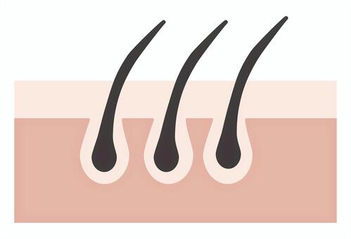 毛穴と毛根の皮膚断面図 毛穴,毛根,皮膚,美容,スキンケア,脱毛,ヘアケア,医学,皮膚構造のイラスト素材