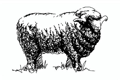 Merino sheep, , JPG, PNG and EPS