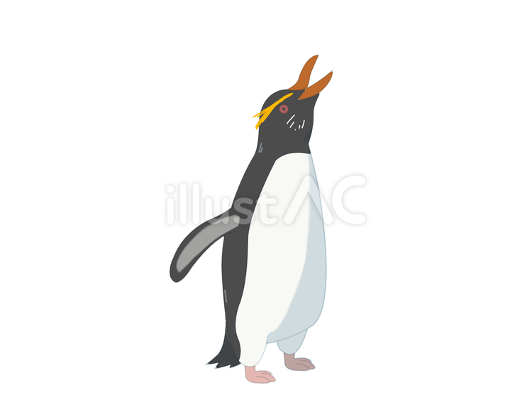 キマユペンギン（鳴く・主線なし） キマユペンギン,フィヨルドランドペンギン,ヴィクトリアペンギンのイラスト素材