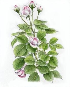 バラ蕾 バラ,花,植物,癒される,薔薇,花びら,棘,手描き,挿絵,イラストのイラスト素材