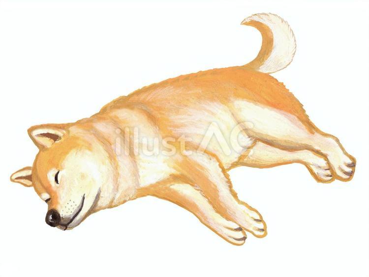 眠っている柴犬 犬,柴犬,動物のイラスト素材