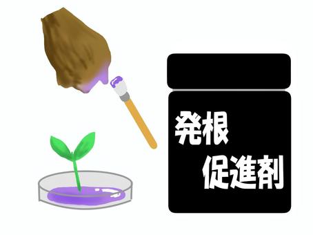 Illustration, rooting agent, cutting, gardening, 