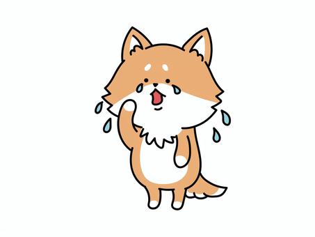 泣いている柴犬さん 柴犬,泣く,涙,悲しい,哀しい,悔しい,迷子,悲嘆,心痛,涙ぐむのイラスト素材