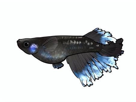 改良メダカ【ミッドナイトフリル】 改良メダカ【ミッドナイトフリル】 改良メダカ,メダカ,めだか,ミッドナイトフリル,かわいい,きれい,魚,淡水魚,フリー,無料のイラスト素材