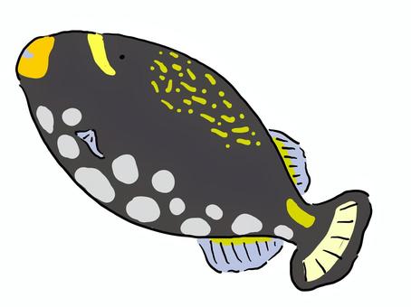 Triggerfish, JPG, PNG and AI Triggerfish, mongara kawahagi, fish, puffers, JPG, PNG and AI