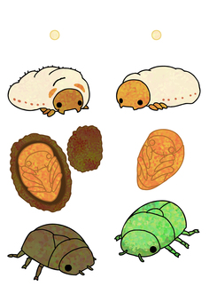 カナブンとコガネムシの成長 カナブンとコガネムシの成長 生き物,動物,昆虫,甲虫,コガネムシ,カナブン,卵,幼虫,蛹,土繭のイラスト素材