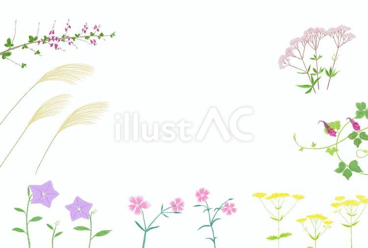 秋の七草 秋,七草,植物のイラスト素材