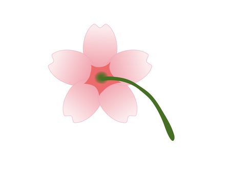 桜の花びら 後ろ向き