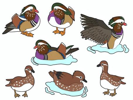 オシドリ７種 オシドリ,鳥,野鳥,オス,メス,水辺,横顔,カラフル,可愛い,泳ぐのイラスト素材