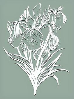 Illustration, flower, rustling butterfly, birth flower, 