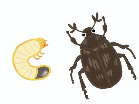 コガネムシの幼虫と成虫 黄金虫,虫,昆虫,幼虫,夏,かわいい,オリジナル,シンプル,挿し絵,手書きのイラスト素材