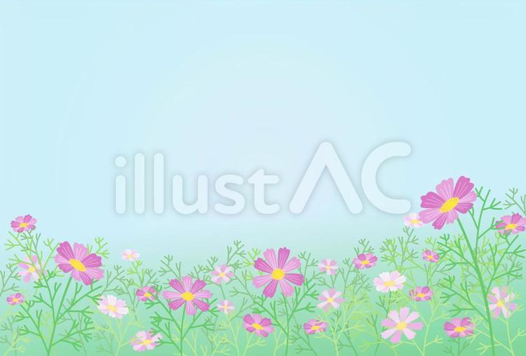 はがき：コスモス 花,コスモス,はがきのイラスト素材
