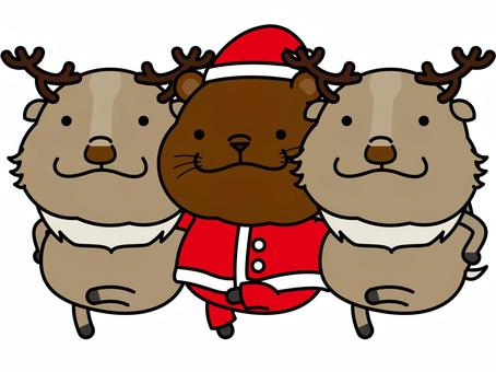 クマさん サンタ ラインダンス クリスマス,サンタクロース,ヒグマ,熊,トナカイ,ラインダンス,キック,ダンス,ノリノリ,キャラクターのイラスト素材