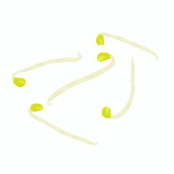 もやし もやし,野菜,食べ物,食材,挿絵のイラスト素材