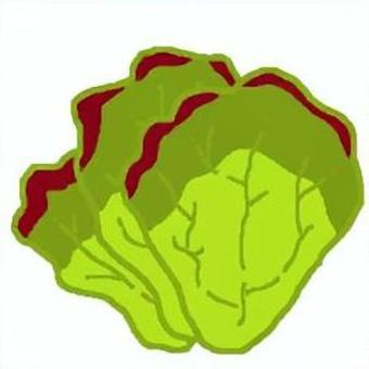 サニーレタス サニーレタス,野菜,食,食材,食べ物,葉物野菜,レタスのイラスト素材