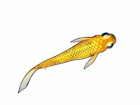 改良メダカ【レクリス】 メダカ,改良メダカ,めだか,かわいい,きれい,魚,淡水魚,無料,フリー,レクリスのイラスト素材