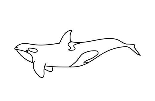 Illustration, killer whale, animal, red, 