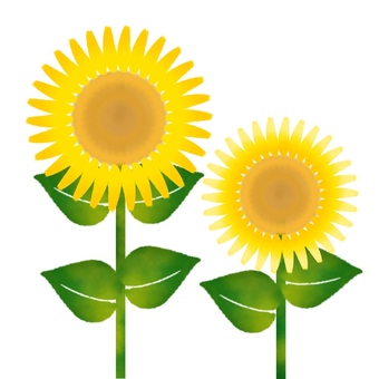 Illustration, flower, sunflower, summer flowers, JPG and PNG