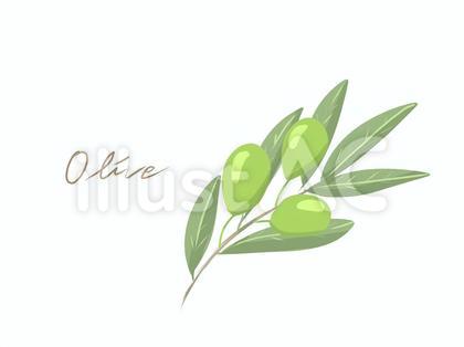 オリーブの実 イラスト