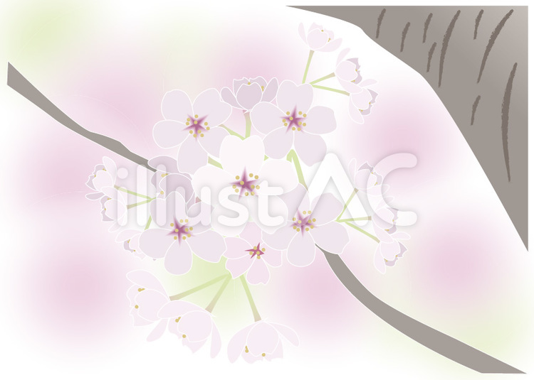 桜の花 2 桜木,桜花,四月のイラスト素材