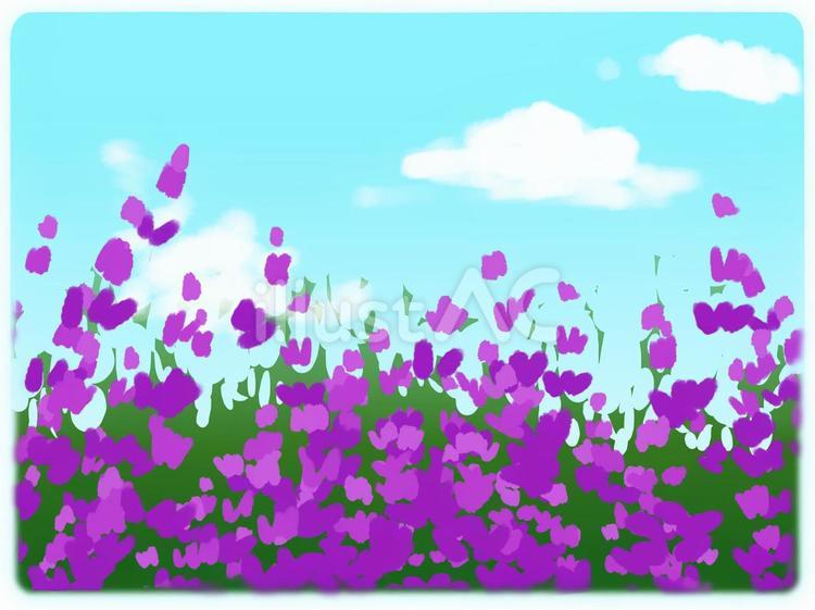 紫系の花畑のイラスト 花畑,空,屋外のイラスト素材