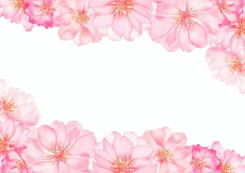 Cherry frame, spring, cherry blossoms, flower, JPG and PNG