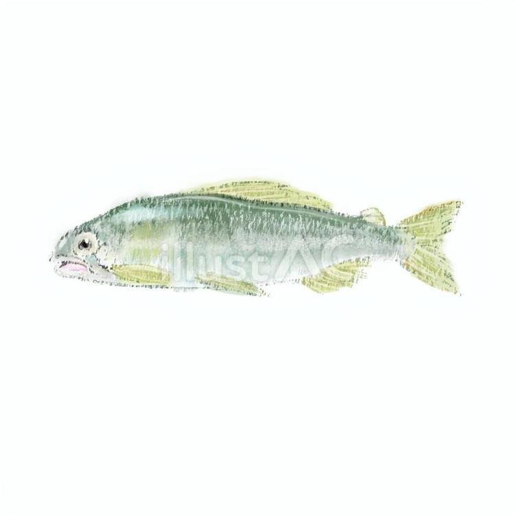 アユ 魚,アユ,鮎のイラスト素材