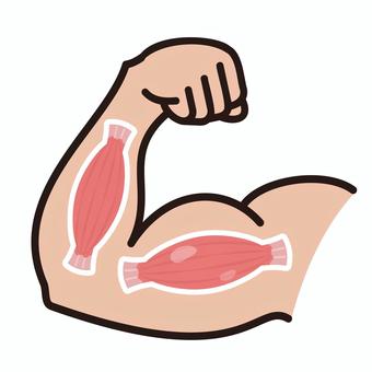 力こぶと筋肉のシンプルアイコン3 力こぶ,アイコン,デザイン,上腕二頭筋,体,筋トレ,ムキムキ,マッチョ,バキバキ,モリモリのイラスト素材