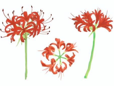 Illustration, cluster amaryllis, licorice, kembang, 