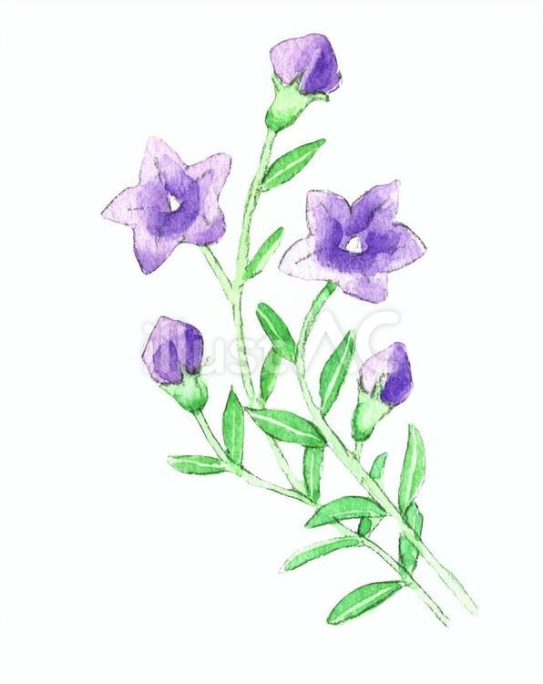 桔梗 桔梗,キキョウ,花びらのイラスト素材