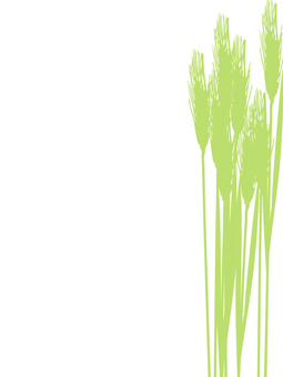 青々した緑の麦穂シルエットmugi025 麦穂,青々,リアル,緑,シルエット,ナチュラル,お洒落,自然,植物,大人っぽいのイラスト素材